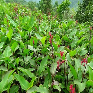 Product Info Image 1